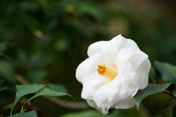 清らかな白いツバキ