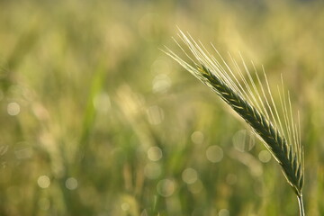 Fototapeta premium A Beautiful CloseUp of Wheat in a Lush Green Sunlit Field on a Bright Sunny Day