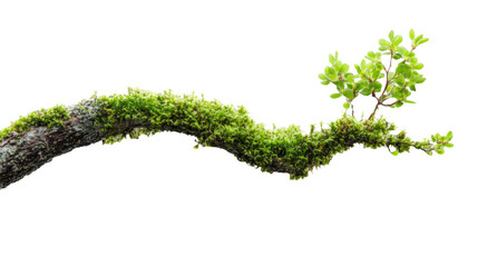 Moss growing on tree branch with transparent background