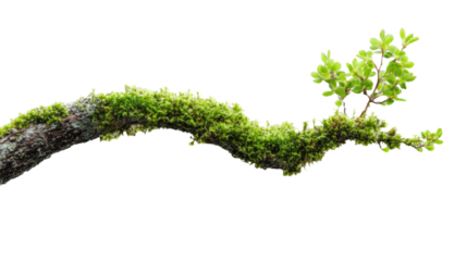 Moss growing on tree branch with transparent background