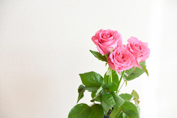 Fototapeta premium ピンクのばら