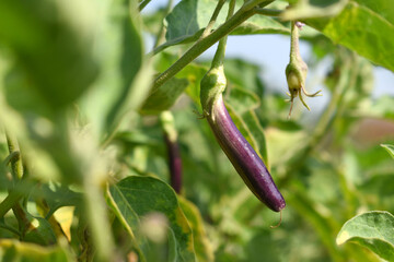 Fresh long purple brinjal (eggplant) hanging on the plant, brinjal in the vegetable field waiting to be picked for consumption. brinjal hanging on the brinjal plant. Fresh vegetable, healthy vegetable