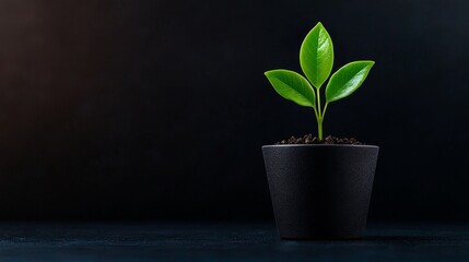 Obraz premium A small green plant with glossy leaves is growing in a simple black pot against a dark background.