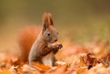 Red squirrel ( Sciurus vulgaris ) close up