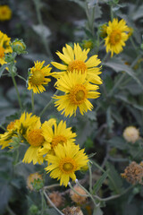 Golden Crownbeard (Also called Golden Crownbeard, Copen Daisy, golden crown beard) in the nature, Golden Crownbeard Flower closeup,Beautiful yellow flower closseup in nature Chakwal, Punjab, Pakistan