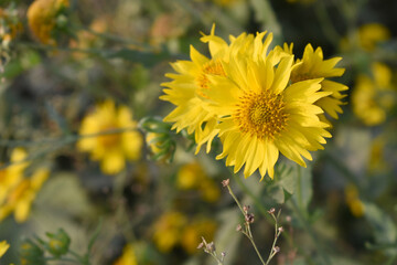 Golden Crownbeard (Also called Golden Crownbeard, Copen Daisy, golden crown beard) in the nature,...