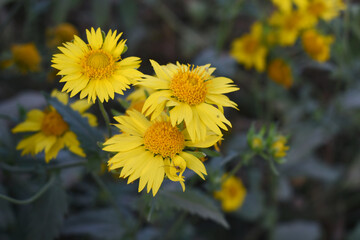 Golden Crownbeard (Also called Golden Crownbeard, Copen Daisy, golden crown beard) in the nature, Golden Crownbeard Flower closeup,Beautiful yellow flower closseup in nature Chakwal, Punjab, Pakistan