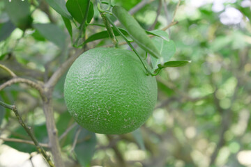 unripe green oranges on tree, close-up of a beautiful orange tree with green oranges, fruit hanging on a tree, Close-up of unripe oranges hanging on a tree, Chakwal, Punjab, Pakistan