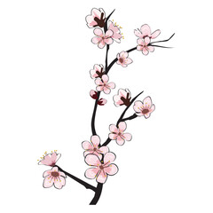 Spring blooming flowers branch Sakura cherry