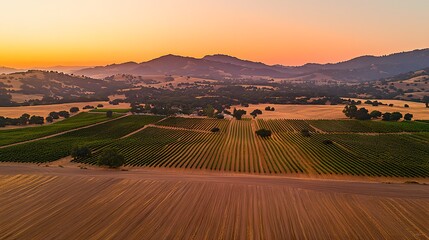 Obraz premium Scenic Sunset Over Rolling Vineyard Landscape in Warm Hues