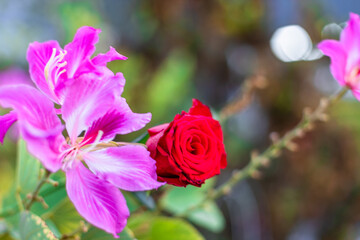 The view of the pink rose bouquet close-up arranged on wooden table be used to display to various festivals(Valentine,wedding New Year's party birthday party)or to decorate in Restaurant coffee shop