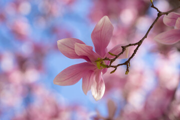 Spring floral background. Beautiful light pink magnolia flowers on blue sky background. Blossom magnolia flower.