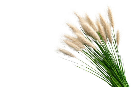 A tuft of prairie grass with soft, feathery blades, isolated on a transparent background, PNG file.