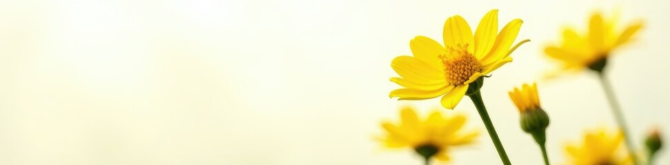 Obraz premium Bright yellow flower isolated on white background, macro, flower, garden