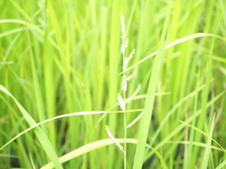 Echinochloa colona in the rice fields.
