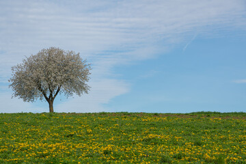 Einzelner, &uuml;ppig bl&uuml;hender Kirschbaum mit sch&ouml;nem Himmel 