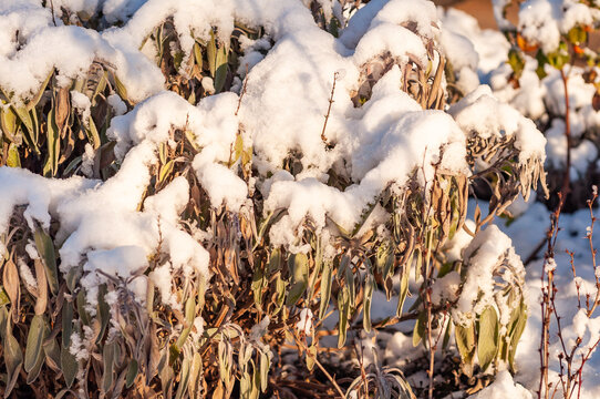 Delicate sage plants are dusted with fresh snow, offering a beautiful contrast of colors in winter.