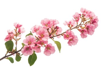 Naklejka premium Branch with pink flowers isolated on white background. Clipping path included.