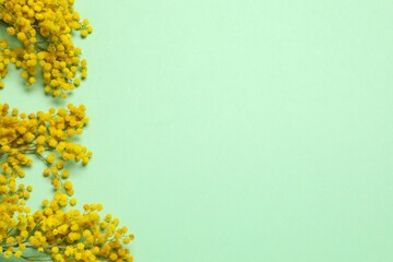 Beautiful composition with spring mimosa branches on a color background
