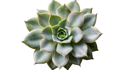 Echeveria succulent plant growing on transparent background