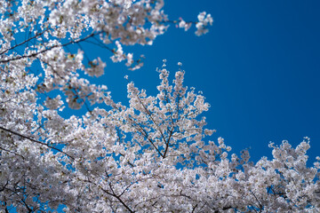Spring cherry blossom with blue sky background. White cherry flowers on spring time. Close up photo of white blossoming cherry tree branch. White flowers of the cherry blossoms on a spring day.