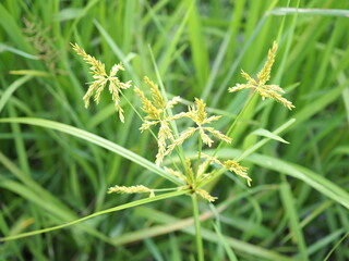 ๊Umbrella sedge or grasshoppers cyperus is a weed in rice fields in Thailand.