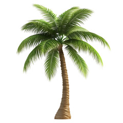 palm tree isolated on white