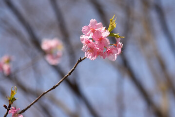 桜の花