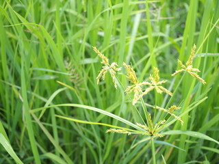 Umbrella sedge or grasshoppers cyperus is a weed in rice fields in Thailand.