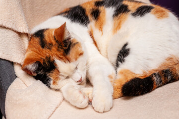 Calico cat sleeping curled up on a soft beige blanket