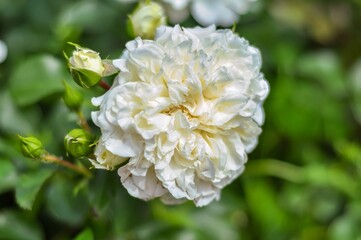 A stunning fully bloomed white rose, its petals soft and delicat