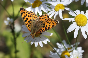 Queen of Spain fritillary, Issoria lathonia, butterfly from Finland