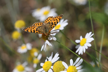 Queen of Spain fritillary, Issoria lathonia, butterfly from Finland