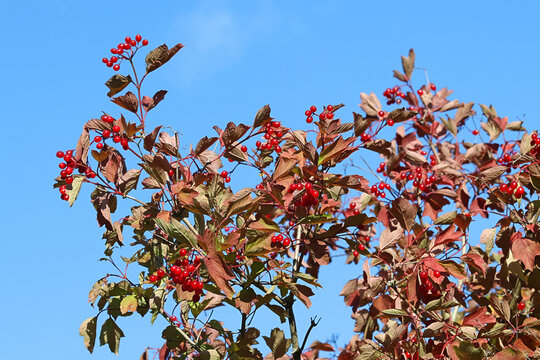 Red berries of guelder rose, Viburnum opulus, commonly also known as water elder, cramp bark, snowball tree or common snowball, wild plant from Finland