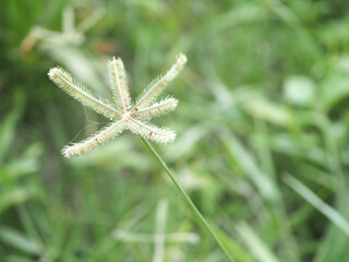 Crowfoot grass blooming in the ิback garden.