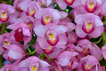 ランの花