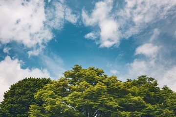 Obraz premium Green tree Isolated on white background