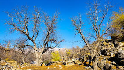 Autumn in Hawraman Takht offers a breathtaking landscape with vibrant colors, creating a...