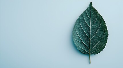 Green Leaf on a Light Background Highlighting Natural Textures