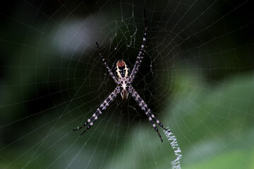 spider on web