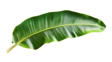 Single vibrant green banana leaf on transparent background