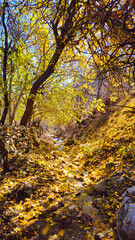 Autumn in Hawraman Takht offers a breathtaking landscape with vibrant colors, creating a mesmerizing scene that refreshes the soul and mind of every viewer.