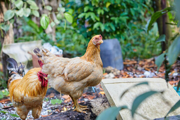 Hen and rooster on field