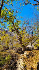 Fototapeta premium Autumn in Hawraman Takht offers a breathtaking landscape with vibrant colors, creating a mesmerizing scene that refreshes the soul and mind of every viewer.