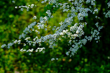 green leaves on a tree