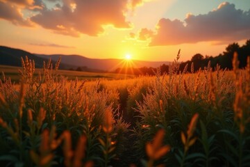 Golden Hour Meadow Path at Sunset Serene Landscape of Tall Grasses Bathed in Warm Light