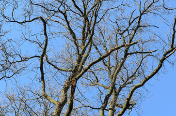 Tree trunk with bare branches and twigs in an european forest against blue sky on a sunny day, natural trees woodland landscape background