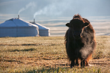 Yak in the Arkhangai region, Mongolia, with traditional yurts in the background on a cold morning....