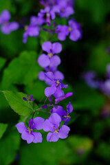 purple flowers in the garden