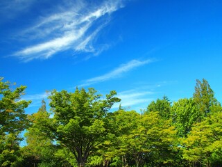 夏の朝の住宅地の公園の木々と青空